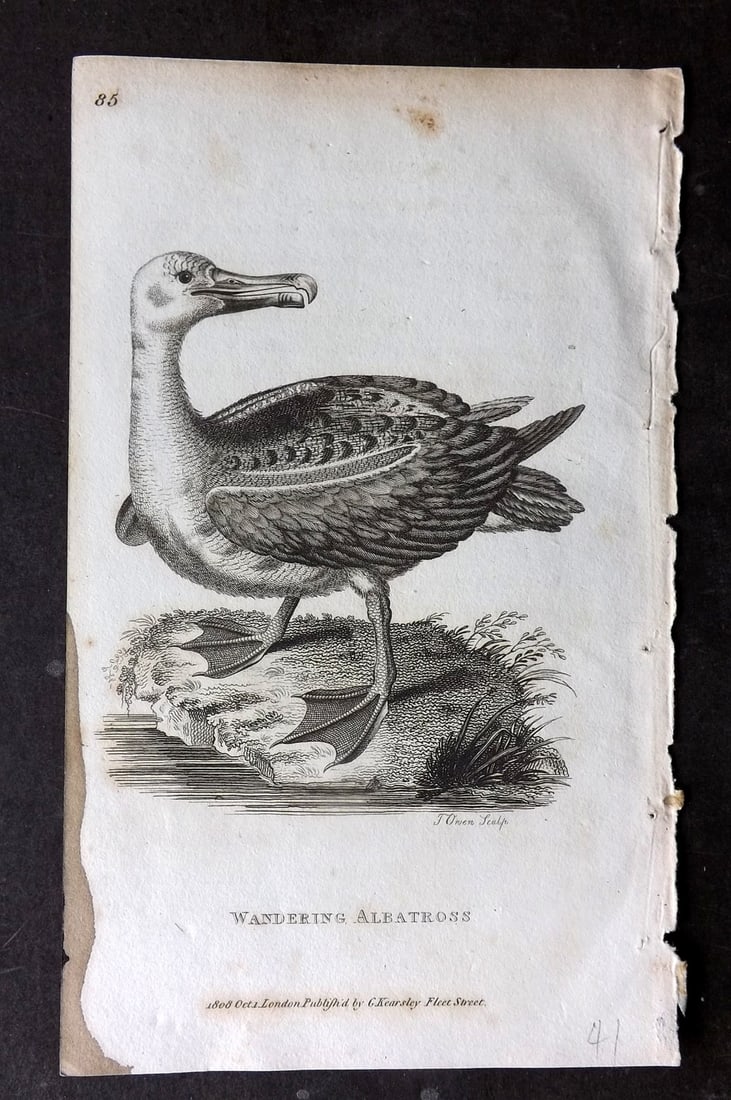 Shaw, George 1809 Bird Print. Wandering Albatross: Copper Plate Published 1809 by G.Kearsley, London for "Zoological Lectures..." by George Shaw. Paper Size: 8 x 5 inch (21 x 13cm) Ink mark in left margin. Very minor margin toning. Good Condition