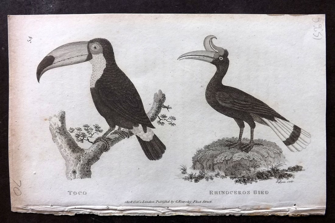 Shaw, George 1809 Bird Print. Toco Toucan, Rhinoceros Bird (1 of 1)