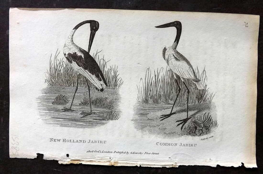 Shaw, George 1809 Antique Bird Print. New Holland & Common Jabiru Australia 73: Copper Plate Published 1809 by G.Kearsley, London for "Zoological Lectures..." by George Shaw. Paper Size: 8.5 x 5 inch (22 x 13cm) Very minor background text offsetting. Good Condition
