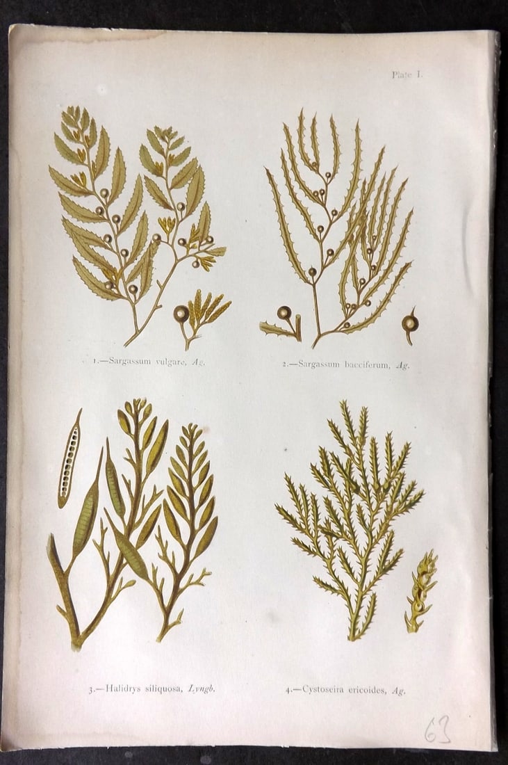 Gatty, Mrs Alfred 1872 Seaweed Print. Sargassum, Halidrys, Cystoseira 01: Woodblock Published 1872, London for "British Sea-Weeds. Drawn From Professor Harvey's 'Phycologia Britannica'" by Mrs Alfred Gatty. Printed in colours, some plates with additional hand colour. Paper 