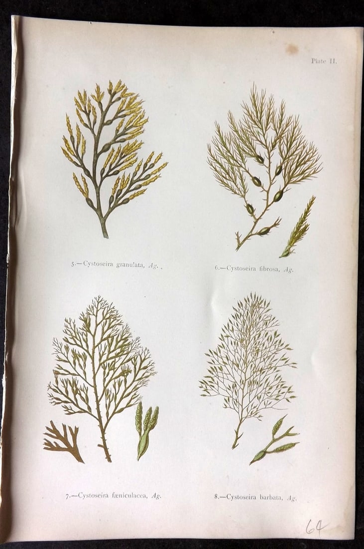 Gatty, Mrs Alfred 1872 Seaweed Print. Cystoseira 02: Woodblock Published 1872, London for "British Sea-Weeds. Drawn From Professor Harvey's 'Phycologia Britannica'" by Mrs Alfred Gatty. Printed in colours, some plates with additional hand colour. Paper 