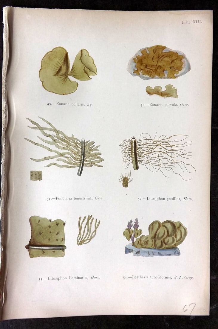 Gatty, Mrs Alfred 1872 Seaweed Print. Zonaria, Punctaria, Litosiphon, Leathesia 13: Woodblock Published 1872, London for "British Sea-Weeds. Drawn From Professor Harvey's 'Phycologia Britannica'" by Mrs Alfred Gatty. Printed in colours, some plates with additional hand colour. Paper 