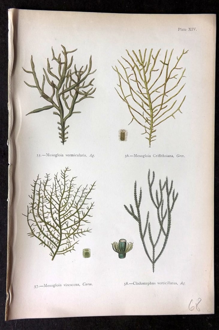 Gatty, Mrs Alfred 1872 Seaweed Print. Mesogloia, Cladostephus 14: Woodblock Published 1872, London for "British Sea-Weeds. Drawn From Professor Harvey's 'Phycologia Britannica'" by Mrs Alfred Gatty. Printed in colours, some plates with additional hand colour. Paper 