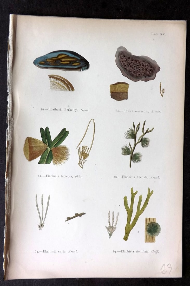 Gatty, Mrs Alfred 1872 Seaweed Print. Leathesia, Ralfsia, Elachista 15: Woodblock Published 1872, London for "British Sea-Weeds. Drawn From Professor Harvey's 'Phycologia Britannica'" by Mrs Alfred Gatty. Printed in colours, some plates with additional hand colour. Paper 