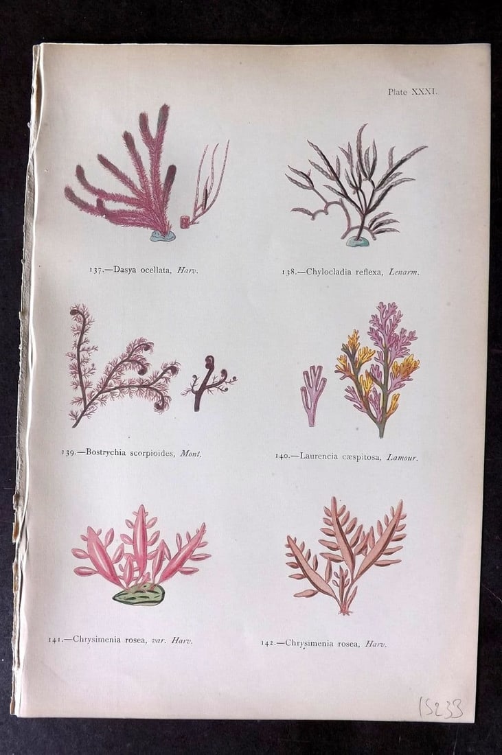 Gatty, Mrs Alfred 1872 Seaweed. Dasya, Chylocladia, Bostrychia, Laurencia, Chrysimenia 31: Antique Woodblock Published 1872, London for "British Sea-Weeds. Drawn From Professor Harvey's 'Phycologia Britannica'" by Mrs Alfred Gatty. Printed in colours, some plates with additional hand colour