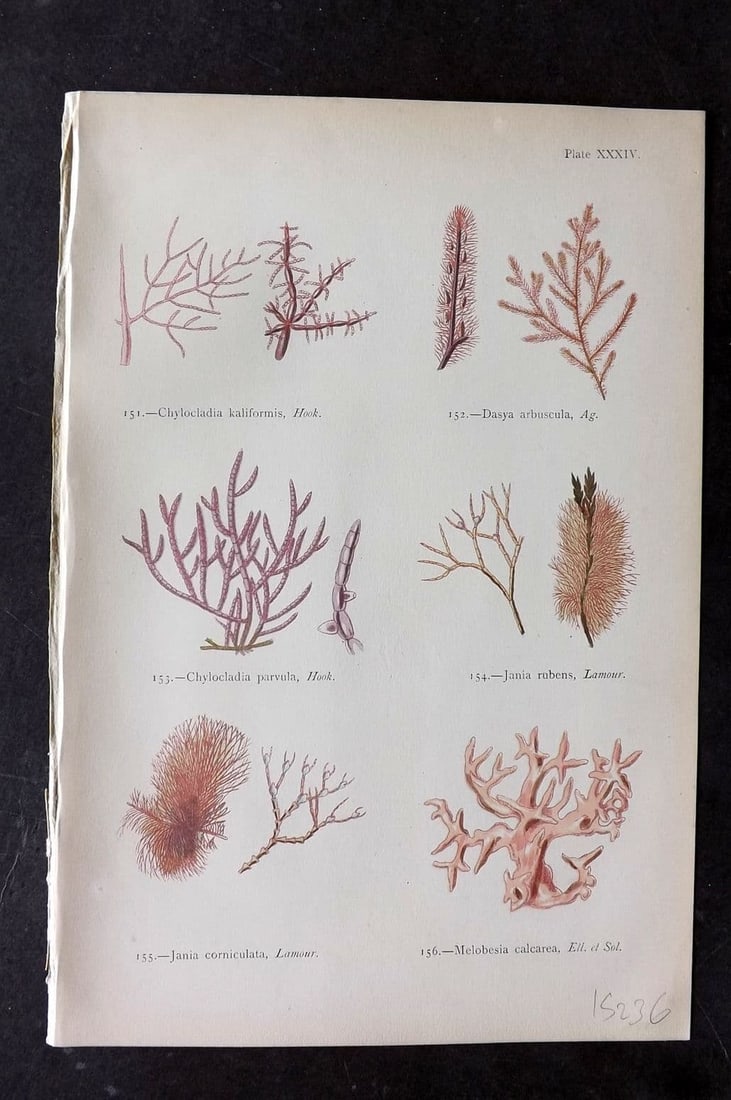 Gatty, Mrs Alfred 1872 Seaweed Print. Chylocladia, Dasya, Jania, Melobesia 34: Antique Woodblock Published 1872, London for "British Sea-Weeds. Drawn From Professor Harvey's 'Phycologia Britannica'" by Mrs Alfred Gatty. Printed in colours, some plates with additional hand colour