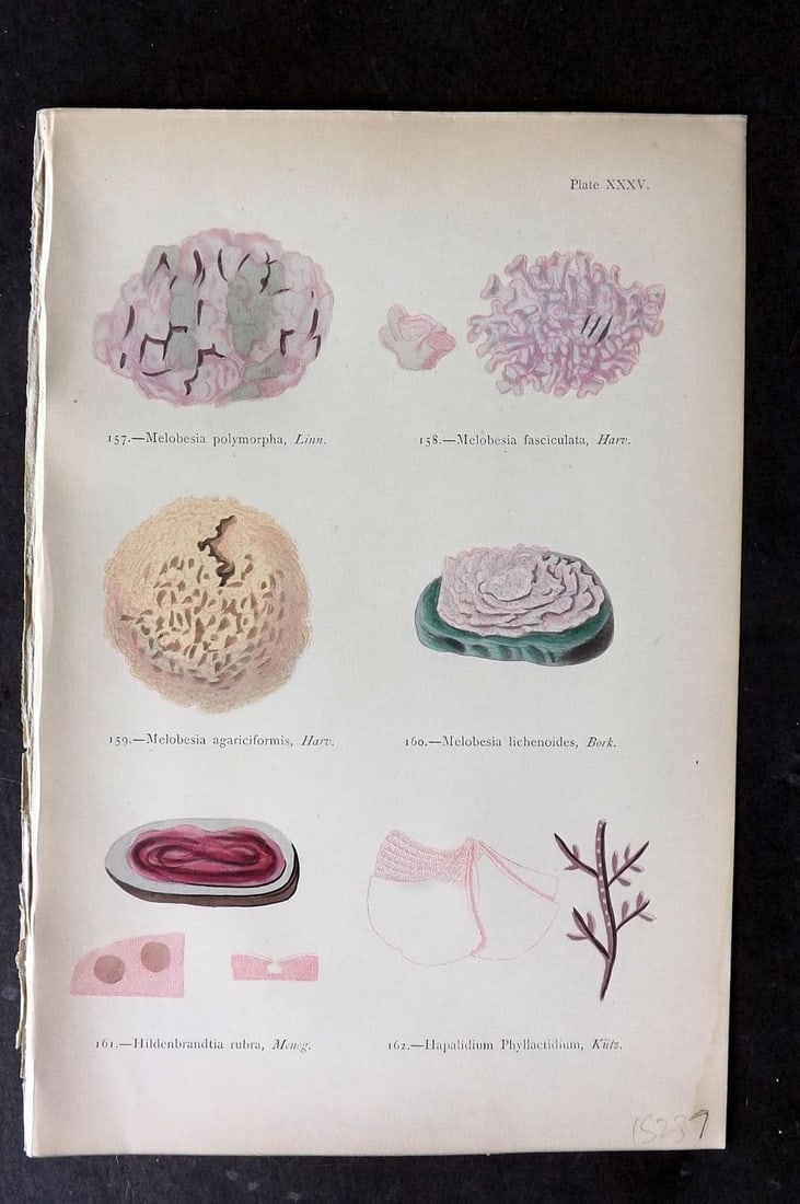 Gatty, Mrs Alfred 1872 Seaweed Print. Melobesia, Hildenbrandtia, Hapalidium 35: Antique Woodblock Published 1872, London for "British Sea-Weeds. Drawn From Professor Harvey's 'Phycologia Britannica'" by Mrs Alfred Gatty. Printed in colours, some plates with additional hand colour