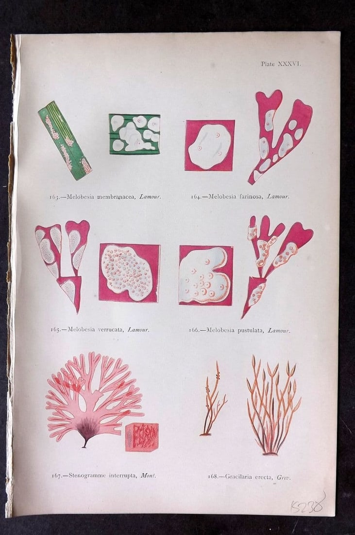 Gatty, Mrs Alfred 1872 Seaweed Print. Melobesia, Stenogramme, Gracilaria 36: Antique Woodblock Published 1872, London for "British Sea-Weeds. Drawn From Professor Harvey's 'Phycologia Britannica'" by Mrs Alfred Gatty. Printed in colours, some plates with additional hand colour