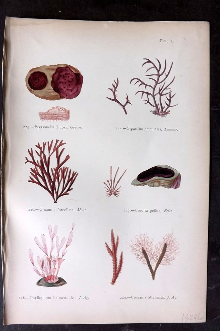 Gatty, Mrs Alfred 1872 Peyssonelia, Gigartina, Ginannia, Cruoria, Phyllophora, Crouania 50: Antique Woodblock Published 1872, London for "British Sea-Weeds. Drawn From Professor Harvey's 'Phycologia Britannica'" by Mrs Alfred Gatty. Printed in colours, some plates with additional hand colour