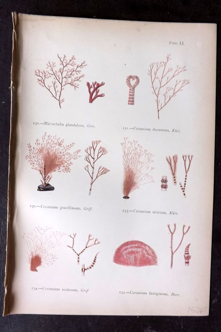Gatty, Mrs Alfred 1872 Antique Seaweed Print. Microcladia, Ceramium 51: Antique Woodblock Published 1872, London for "British Sea-Weeds. Drawn From Professor Harvey's 'Phycologia Britannica'" by Mrs Alfred Gatty. Printed in colours, some plates with additional hand colour