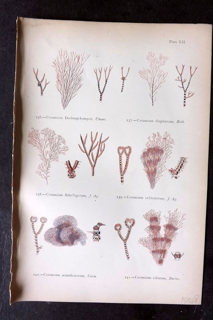 Gatty, Mrs Alfred 1872 Antique Seaweed Print. Ceramium 52: Antique Woodblock Published 1872, London for "British Sea-Weeds. Drawn From Professor Harvey's 'Phycologia Britannica'" by Mrs Alfred Gatty. Printed in colours, some plates with additional hand colour