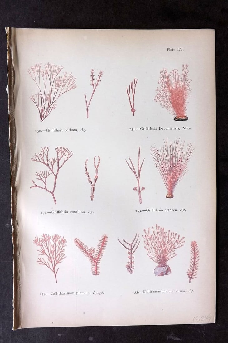 Gatty, Mrs Alfred 1872 Seaweed Print. Griffithsia, Callithamnion 55: Antique Woodblock Published 1872, London for "British Sea-Weeds. Drawn From Professor Harvey's 'Phycologia Britannica'" by Mrs Alfred Gatty. Printed in colours, some plates with additional hand colour