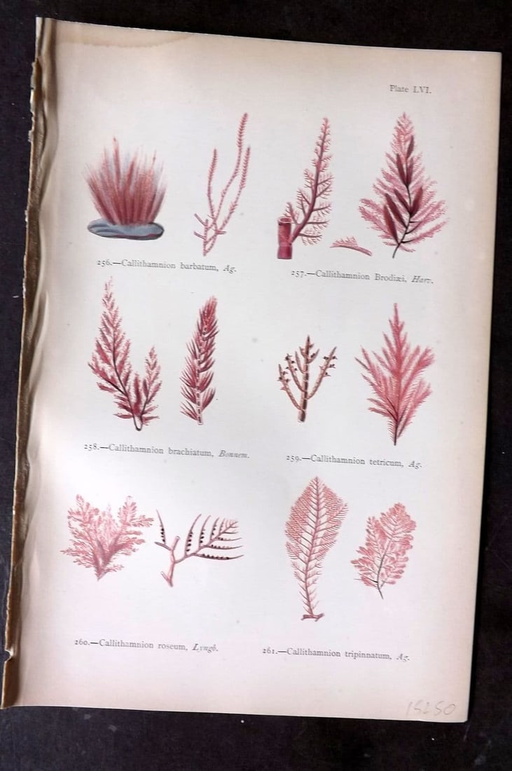 Gatty, Mrs Alfred 1872 Antique Seaweed Print. Callithamnion 56: Antique Woodblock Published 1872, London for "British Sea-Weeds. Drawn From Professor Harvey's 'Phycologia Britannica'" by Mrs Alfred Gatty. Printed in colours, some plates with additional hand colour