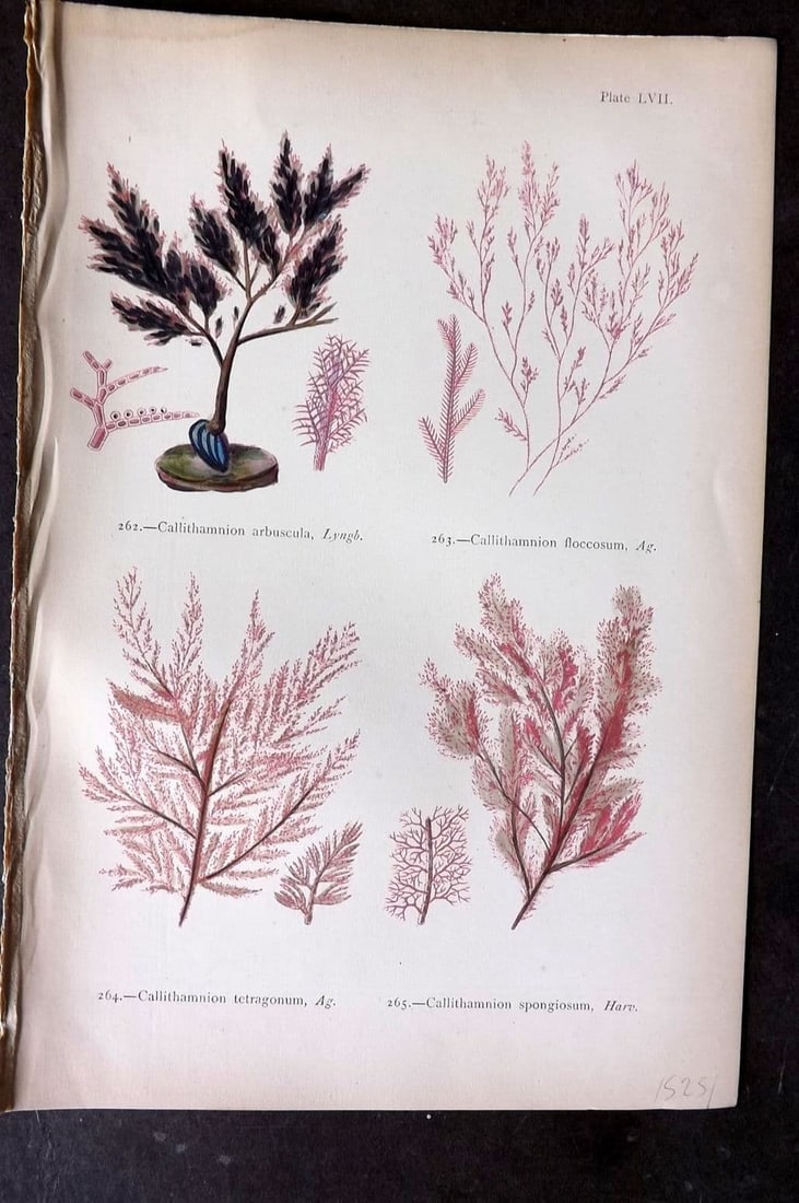 Gatty, Mrs Alfred 1872 Seaweed Print. Callithamnion 57: Antique Woodblock Published 1872, London for "British Sea-Weeds. Drawn From Professor Harvey's 'Phycologia Britannica'" by Mrs Alfred Gatty. Printed in colours, some plates with additional hand colour