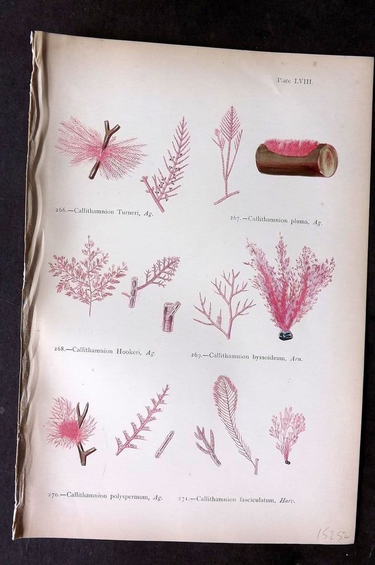 Gatty, Mrs Alfred 1872 Seaweed Print. Callithamnion 58: Antique Woodblock Published 1872, London for "British Sea-Weeds. Drawn From Professor Harvey's 'Phycologia Britannica'" by Mrs Alfred Gatty. Printed in colours, some plates with additional hand colour