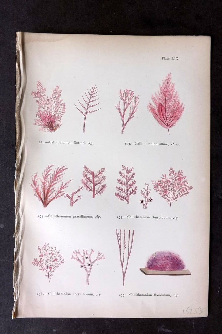 Gatty, Mrs Alfred 1872 Seaweed Print. Callithamnion 59: Antique Woodblock Published 1872, London for "British Sea-Weeds. Drawn From Professor Harvey's 'Phycologia Britannica'" by Mrs Alfred Gatty. Printed in colours, some plates with additional hand colour