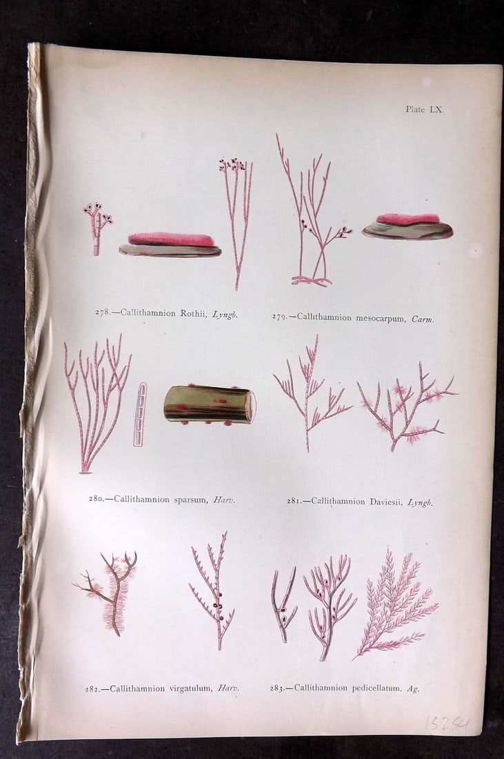 Gatty, Mrs Alfred 1872 Seaweed Print. Callithamnion 60: Antique Woodblock Published 1872, London for "British Sea-Weeds. Drawn From Professor Harvey's 'Phycologia Britannica'" by Mrs Alfred Gatty. Printed in colours, some plates with additional hand colour