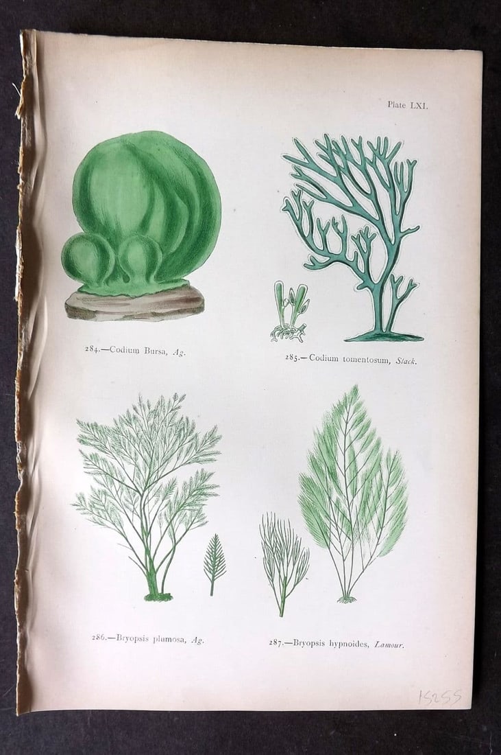 Gatty, Mrs Alfred 1872 Antique Seaweed Print. Codium, Bryopsis 61: Antique Woodblock Published 1872, London for "British Sea-Weeds. Drawn From Professor Harvey's 'Phycologia Britannica'" by Mrs Alfred Gatty. Printed in colours, some plates with additional hand colour