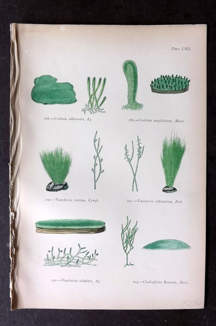 Gatty, Mrs Alfred 1872 Antique Seaweed Print. Codium, Vaucheria, Cladophora 62: Antique Woodblock Published 1872, London for "British Sea-Weeds. Drawn From Professor Harvey's 'Phycologia Britannica'" by Mrs Alfred Gatty. Printed in colours, some plates with additional hand colour