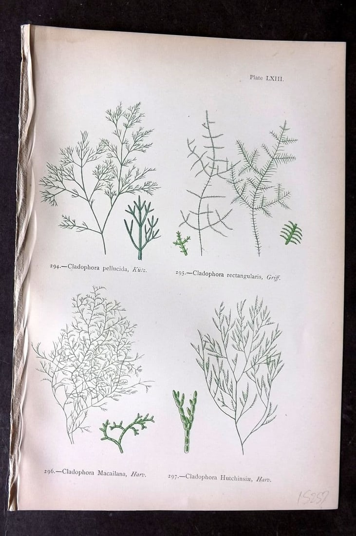 Gatty, Mrs Alfred 1872 Antique Seaweed Print. Cladophora 63: Antique Woodblock Published 1872, London for "British Sea-Weeds. Drawn From Professor Harvey's 'Phycologia Britannica'" by Mrs Alfred Gatty. Printed in colours, some plates with additional hand colour