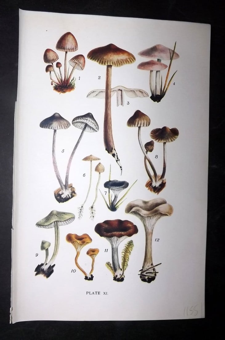 Massee, George 1911 Mushroom Print. Mycena, Omphallia 11: Antique offset Lithograph Published 1911, London for "British Fungi With a Chapter on Lichens" by George Massee. Paper Size: 8 x 5.5 inch (20 x 14cm) Good Condition