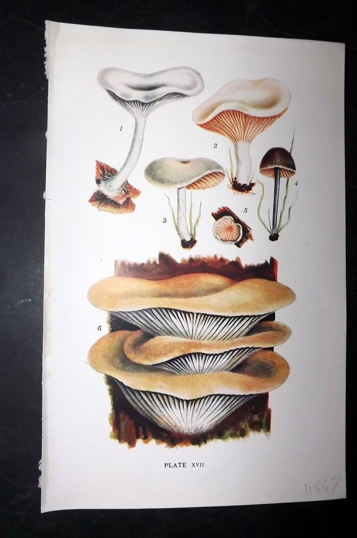 Massee, George 1911 Clitocybe, Clitopilus, Entoloma, Leptonia Claudopus 17: Antique offset Lithograph Published 1911, London for "British Fungi With a Chapter on Lichens" by George Massee. Paper Size: 8 x 5.5 inch (20 x 14cm) Good Condition
