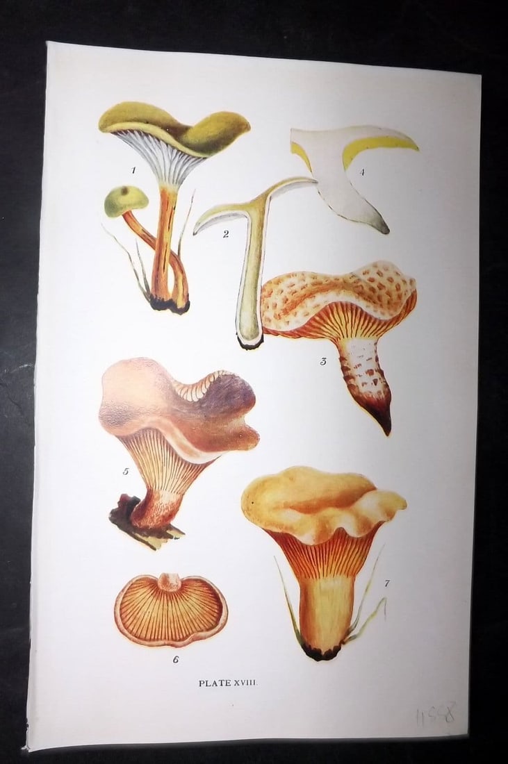 Massee, George 1911 Mushroom Print. Cantharellus, Lentinus, Panus 18: Antique offset Lithograph Published 1911, London for "British Fungi With a Chapter on Lichens" by George Massee. Paper Size: 8 x 5.5 inch (20 x 14cm) Good Condition