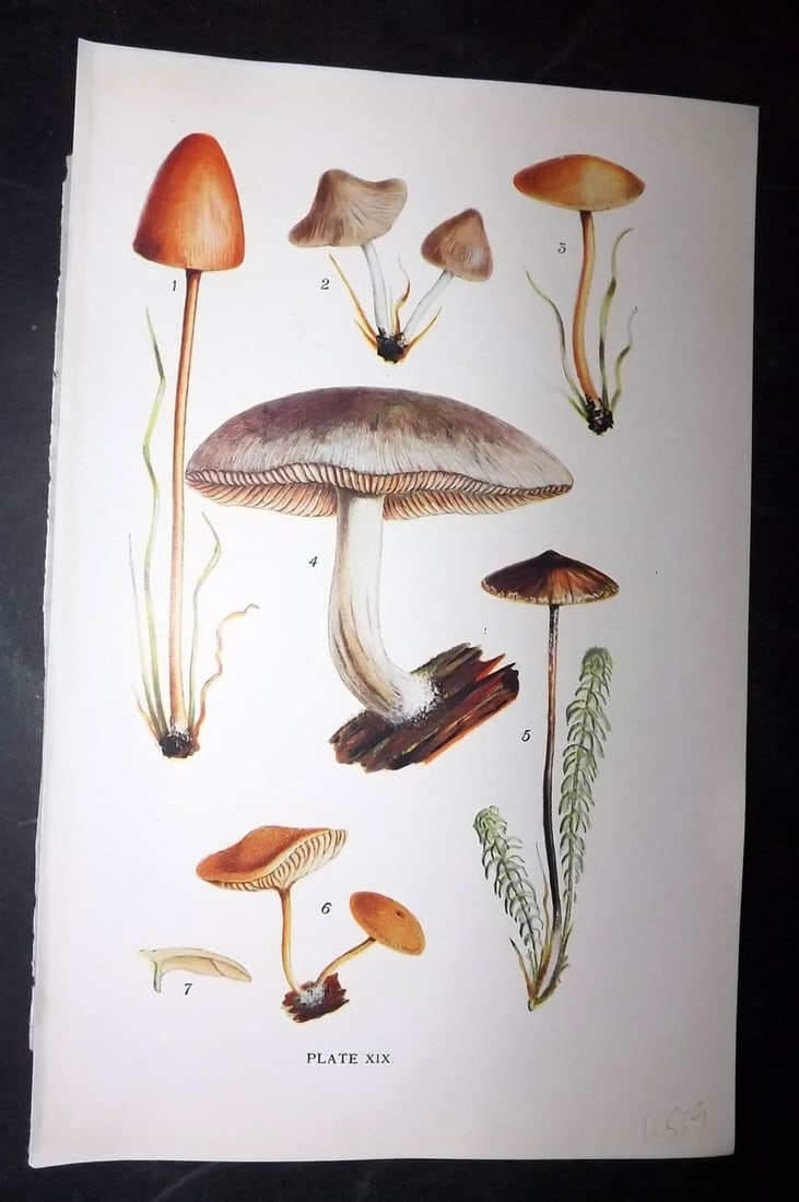 Massee, George 1911 Mushroom Print Galera, Nolanea, Naucoria, Pluteus, Tubaria 19: Antique offset Lithograph Published 1911, London for "British Fungi With a Chapter on Lichens" by George Massee. Paper Size: 8 x 5.5 inch (20 x 14cm) Good Condition