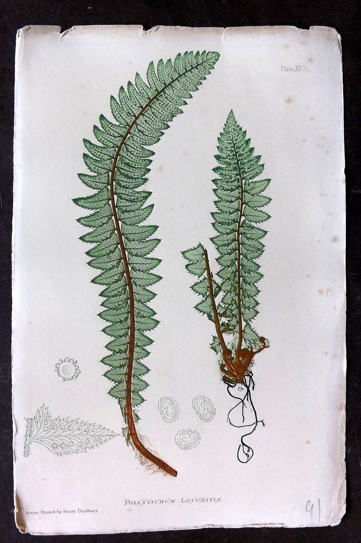 Moore & Bradbury 1860 Nature Printed Fern. Polystichum Lonchitis 15 (1 of 1)