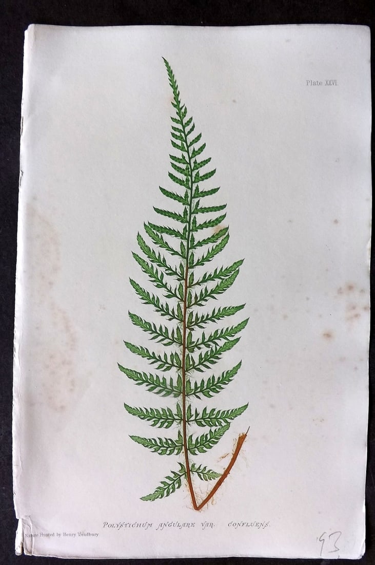 Moore & Bradbury 1860 Nature Printed Fern. Polystichum Angulare 26: Nature Printed Electrotype Published 1859-60 by Bradbury & Evans, London for "The Octavo Nature-Printed British Ferns" by Thomas Moore. Printed by Henry Bradbury. Paper Size: 9.5 x 6 inch (24 x 16cm) 
