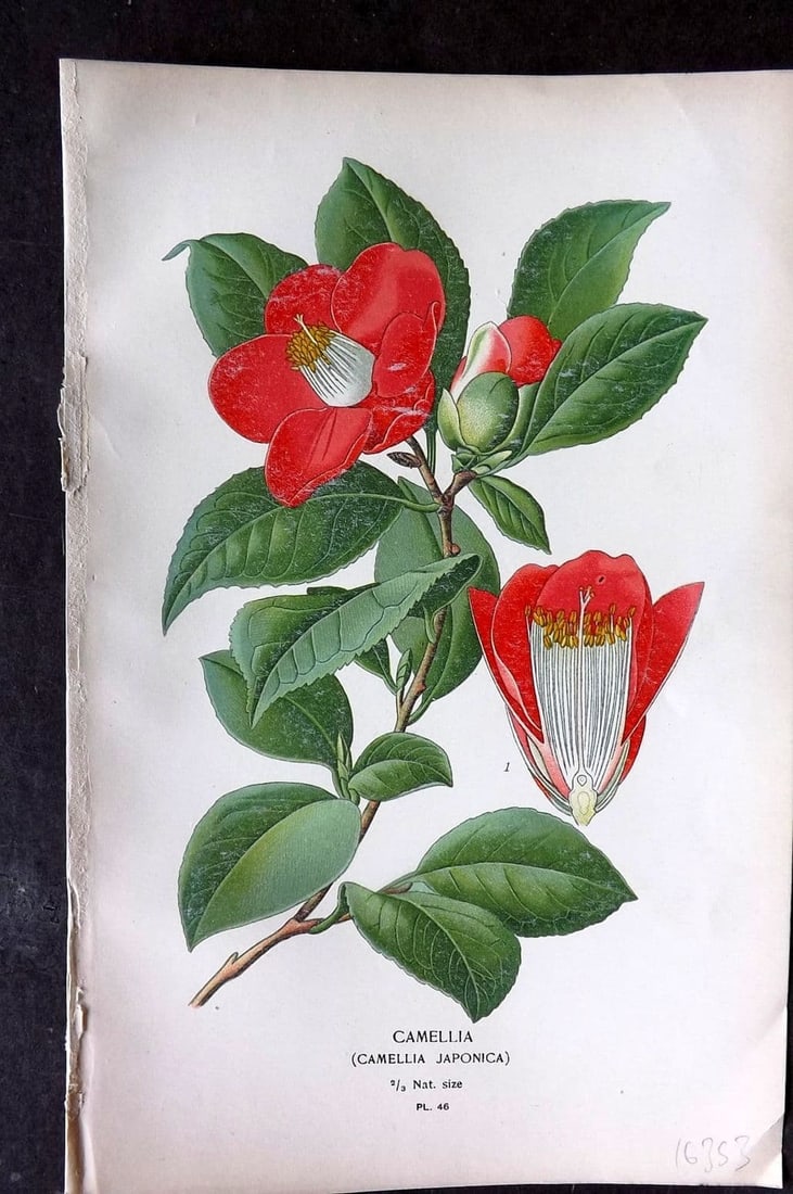 Step, Edward 1897 Antique Botanical Print. Camellia Japonica 46: Antique Chromolithograph Published 1896-97 by Frederick Warne & Co., London for "Favourite Flowers of Garden and Greenhouse" by Edward Step and William Waton. Paper Size: 9 x 6 inch (23 x 15cm) Good C