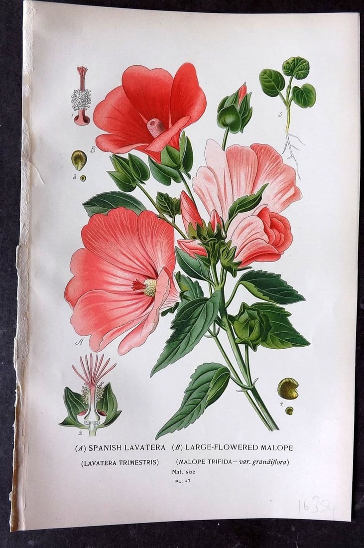 Step, Edward 1897 Antique Botanical Print. Spanish Lavarta. Large Flowered Malope 47: Antique Chromolithograph Published 1896-97 by Frederick Warne & Co., London for "Favourite Flowers of Garden and Greenhouse" by Edward Step and William Waton. Paper Size: 9 x 6 inch (23 x 15cm) Good C