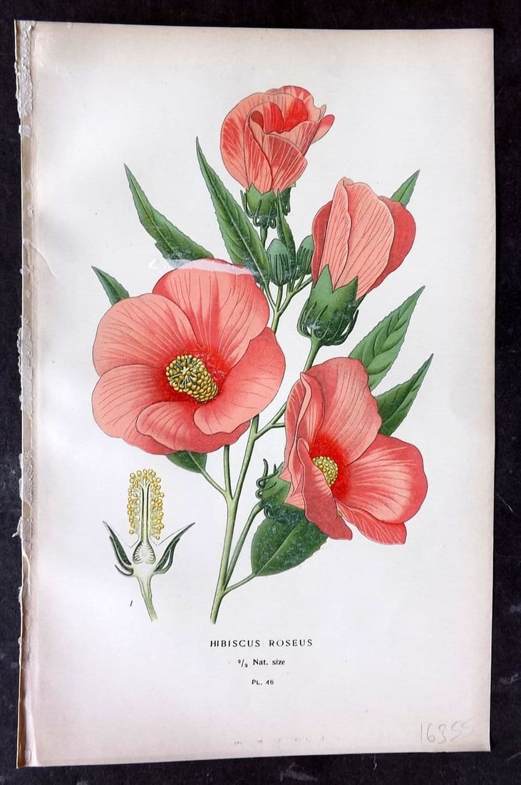 Step, Edward 1897 Antique Botanical Print. Hibiscus Roseus 48: Antique Chromolithograph Published 1896-97 by Frederick Warne & Co., London for "Favourite Flowers of Garden and Greenhouse" by Edward Step and William Waton. Paper Size: 9 x 6 inch (23 x 15cm) Good C