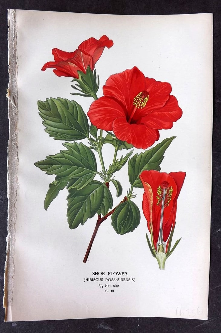 Step, Edward 1897 Antique Botanical Print. Shoe Flower. Hibiscus Rosa-Sinensis 49: Antique Chromolithograph Published 1896-97 by Frederick Warne & Co., London for "Favourite Flowers of Garden and Greenhouse" by Edward Step and William Waton. Paper Size: 9 x 6 inch (23 x 15cm) Good C