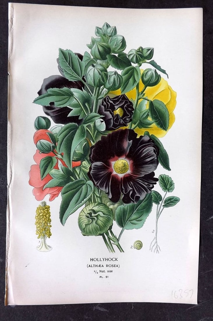 Step, Edward 1897 Antique Botanical Print. Hollyhock 51: Antique Chromolithograph Published 1896-97 by Frederick Warne & Co., London for "Favourite Flowers of Garden and Greenhouse" by Edward Step and William Waton. Paper Size: 9 x 6 inch (23 x 15cm) Good C