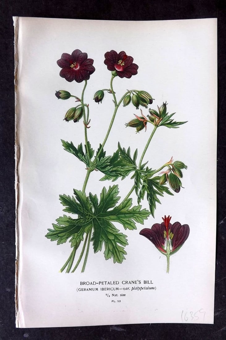 Step, Edward 1897 Antique Botanical Print. Broad Petaled Crane's Bill. Geranium 53 (1 of 1)