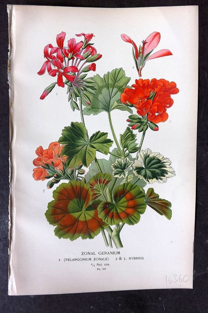 Step, Edward 1897 Antique Botanical Print. Zonal Geranium 54 (1 of 1)