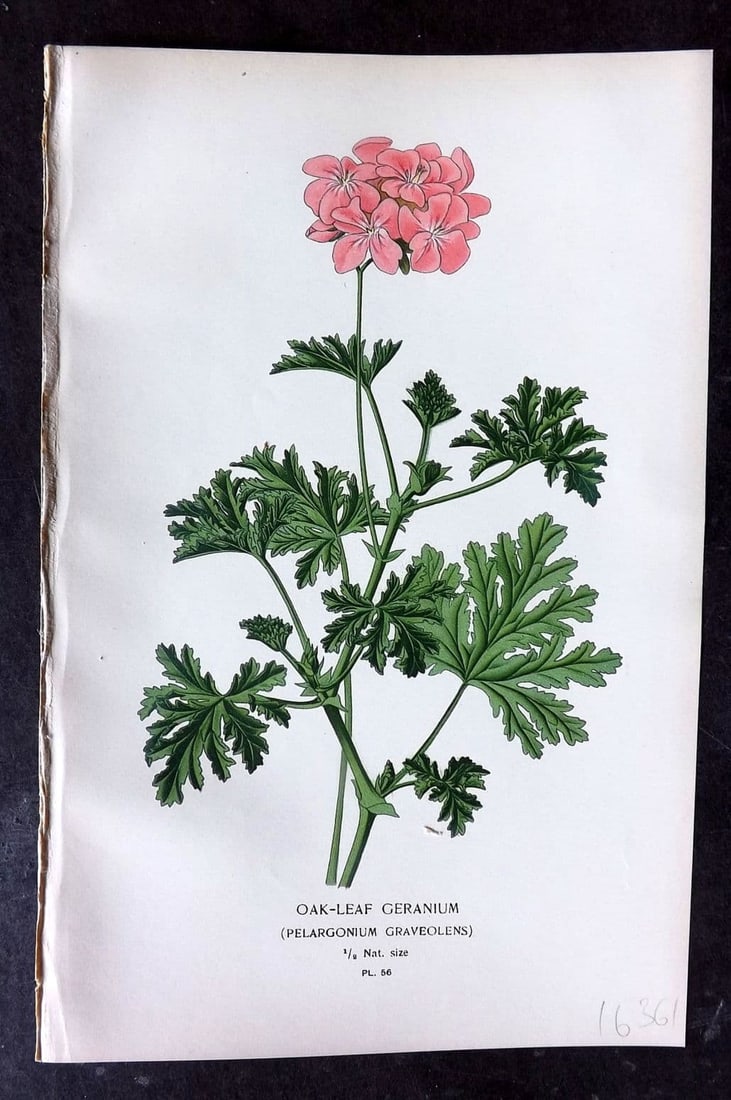 Step, Edward 1897 Antique Botanical Print. Oak Leaf Geranium 56 (1 of 1)