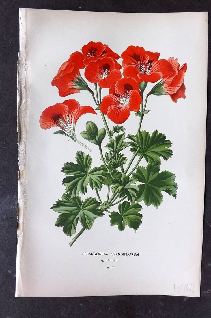 Step, Edward 1897 Antique Botanical Print. Pelargonium Grandiflorum 57: Antique Chromolithograph Published 1896-97 by Frederick Warne & Co., London for "Favourite Flowers of Garden and Greenhouse" by Edward Step and William Waton. Paper Size: 9 x 6 inch (23 x 15cm) Good C