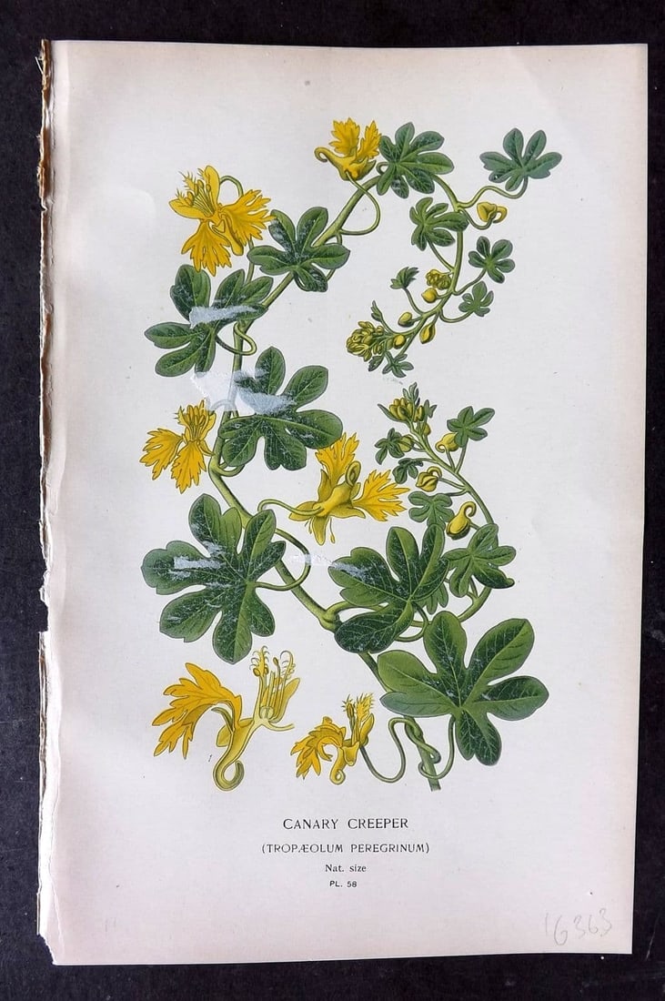 Step, Edward 1897 Antique Botanical Print. Canary Creeper 58: Antique Chromolithograph Published 1896-97 by Frederick Warne & Co., London for "Favourite Flowers of Garden and Greenhouse" by Edward Step and William Waton. Paper Size: 9 x 6 inch (23 x 15cm) Good C