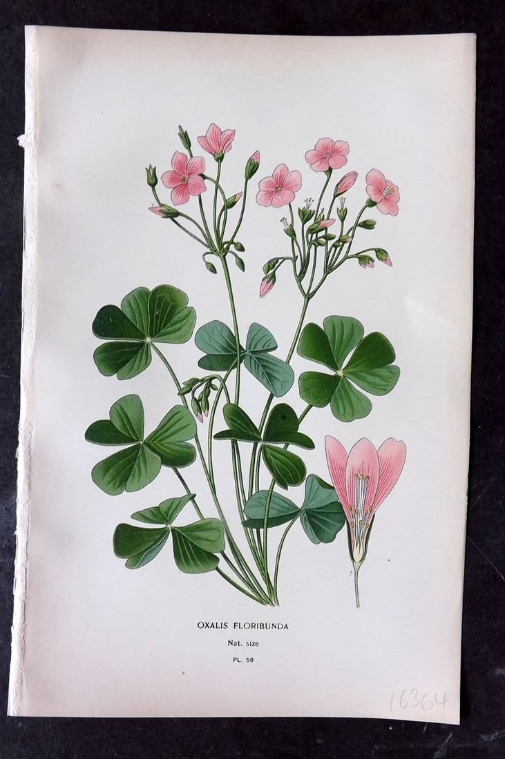 Step, Edward 1897 Antique Botanical Print. Oxalis Floribunda 59: Antique Chromolithograph Published 1896-97 by Frederick Warne & Co., London for "Favourite Flowers of Garden and Greenhouse" by Edward Step and William Waton. Paper Size: 9 x 6 inch (23 x 15cm) Good C