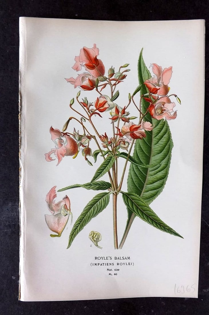 Step, Edward 1897 Antique Botanical Print. Royle's Balsam 60: Antique Chromolithograph Published 1896-97 by Frederick Warne & Co., London for "Favourite Flowers of Garden and Greenhouse" by Edward Step and William Waton. Paper Size: 9 x 6 inch (23 x 15cm) Good C