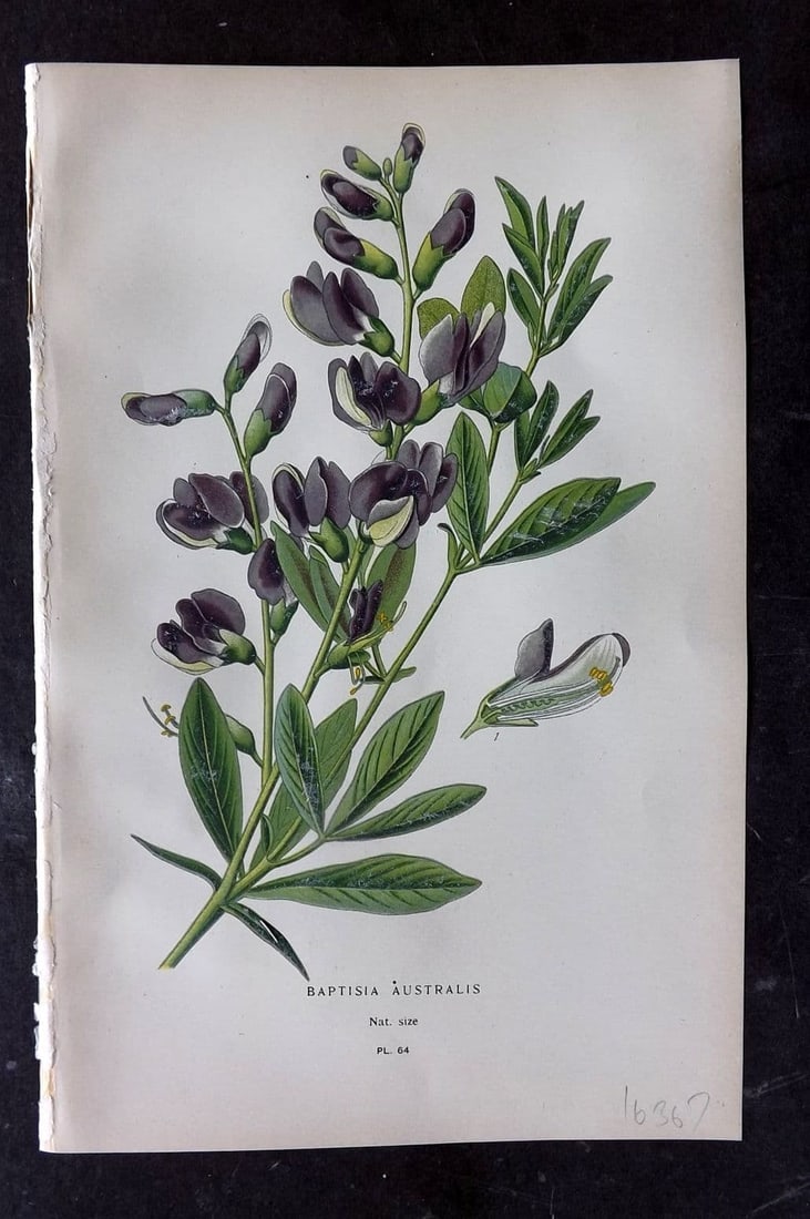 Step, Edward 1897 Antique Botanical Print. Baptisia Australis 64: Antique Chromolithograph Published 1896-97 by Frederick Warne & Co., London for "Favourite Flowers of Garden and Greenhouse" by Edward Step and William Waton. Paper Size: 9 x 6 inch (23 x 15cm) Good C