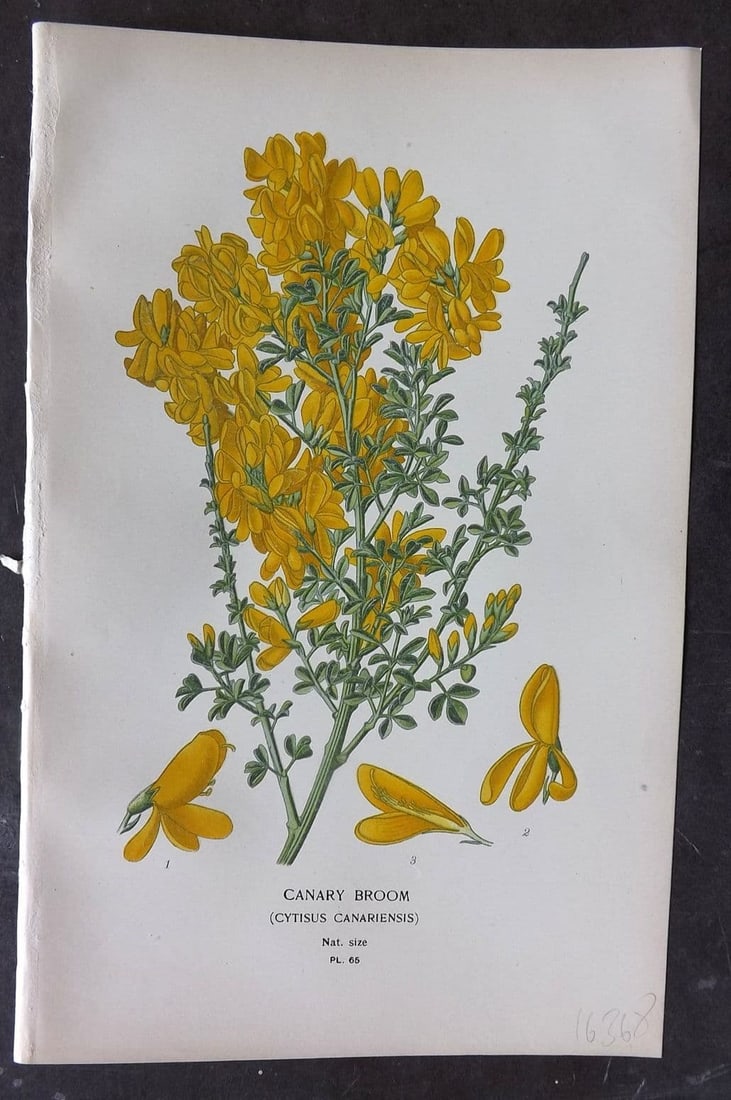 Step, Edward 1897 Antique Botanical Print. Canary Broom 65: Antique Chromolithograph Published 1896-97 by Frederick Warne & Co., London for "Favourite Flowers of Garden and Greenhouse" by Edward Step and William Waton. Paper Size: 9 x 6 inch (23 x 15cm) Good C