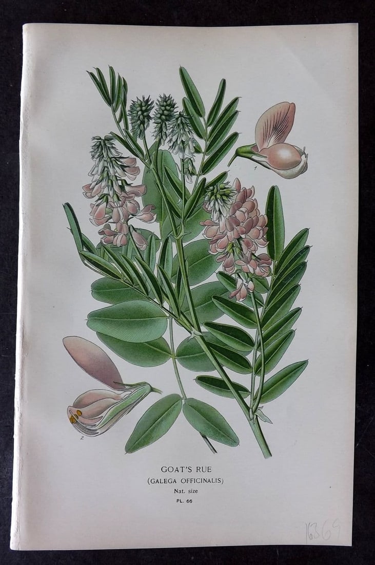 Step, Edward 1897 Antique Botanical Print. Goat's Rue 66 (1 of 1)