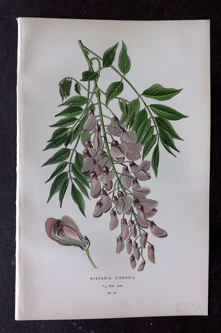 Step, Edward 1897 Antique Botanical Print. Wisteria Sinensis 67: Antique Chromolithograph Published 1896-97 by Frederick Warne & Co., London for "Favourite Flowers of Garden and Greenhouse" by Edward Step and William Waton. Paper Size: 9 x 6 inch (23 x 15cm) Good C
