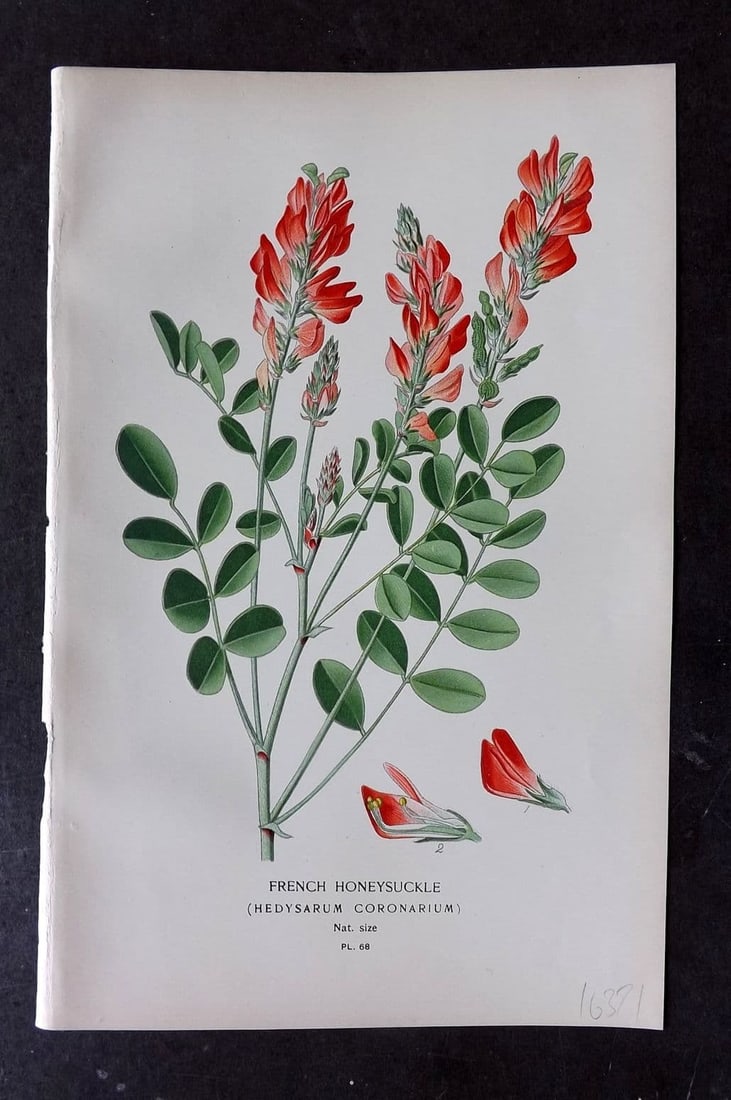 Step, Edward 1897 Antique Botanical Print. French Honeysuckle 68: Antique Chromolithograph Published 1896-97 by Frederick Warne & Co., London for "Favourite Flowers of Garden and Greenhouse" by Edward Step and William Waton. Paper Size: 9 x 6 inch (23 x 15cm) Good C