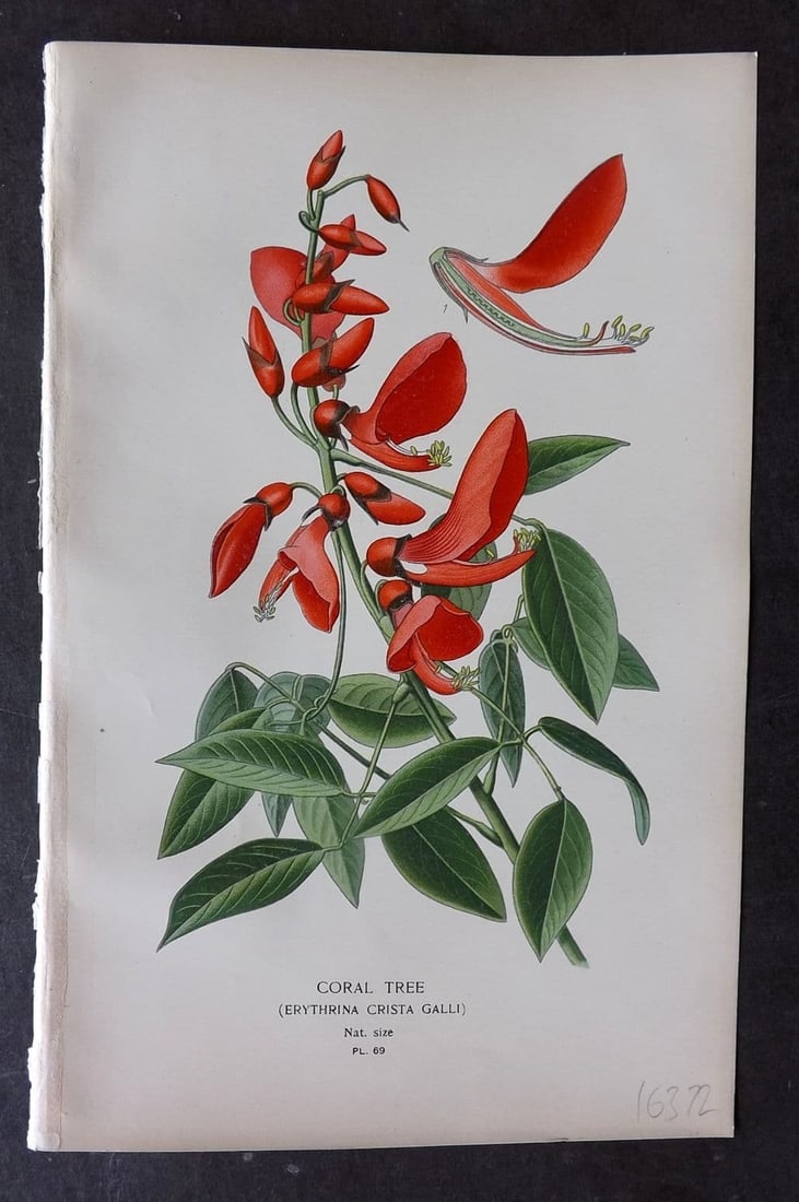 Step, Edward 1897 Antique Botanical Print. Coral Tree 69: Antique Chromolithograph Published 1896-97 by Frederick Warne & Co., London for "Favourite Flowers of Garden and Greenhouse" by Edward Step and William Waton. Paper Size: 9 x 6 inch (23 x 15cm) Good C