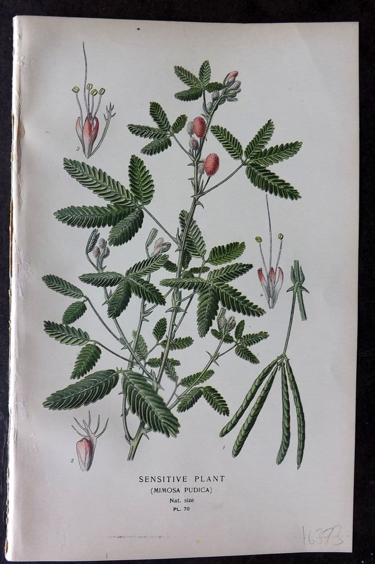 Step, Edward 1897 Antique Botanical Print. Sensitive Plant 70: Antique Chromolithograph Published 1896-97 by Frederick Warne & Co., London for "Favourite Flowers of Garden and Greenhouse" by Edward Step and William Waton. Paper Size: 9 x 6 inch (23 x 15cm) Good C