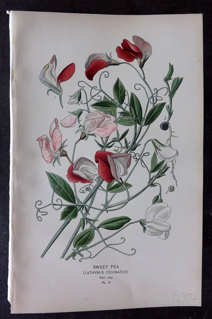 Step, Edward 1897 Antique Botanical Print. Sweet Pea 71: Antique Chromolithograph Published 1896-97 by Frederick Warne & Co., London for "Favourite Flowers of Garden and Greenhouse" by Edward Step and William Waton. Paper Size: 9 x 6 inch (23 x 15cm) Good C